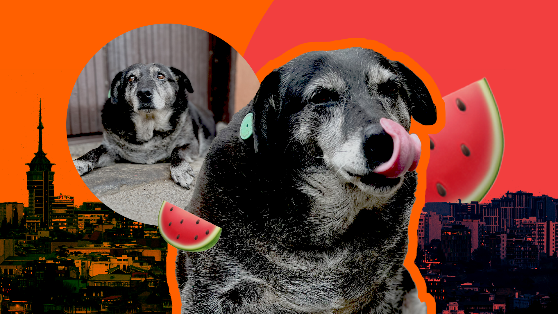 Hund: Henrik Schützt| Melone-Emoji: Pixabay | Tiflis: IMAGO / photothek